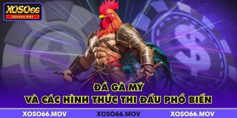 Đá gà Mỹ và các hình thức thi đấu phổ biến